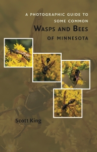Bee_&amp;_Wasp-Cover(July1-2016)-small